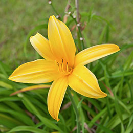 hemerocallis lutea